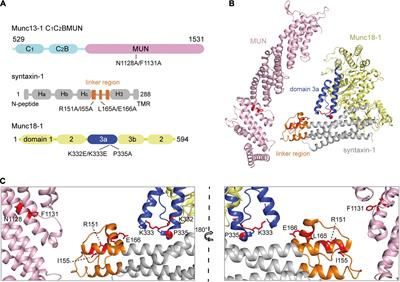 Exploring the Two Coupled Conformational Changes That Activate the Munc18-1/Syntaxin-1 Complex